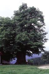 Orjaške lipe na Sv. Jerneju nad Muto